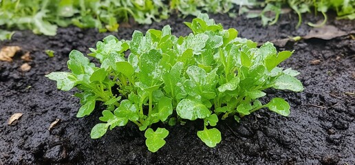 Fresh green arugula plants growing in moist soil.