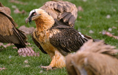 Gypaète barbu, Gypaetus barbatus, Bearded Vulture, Pyrénées