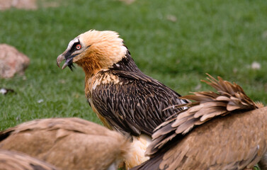Obraz premium Gypaète barbu, Gypaetus barbatus, Bearded Vulture, Pyrénées