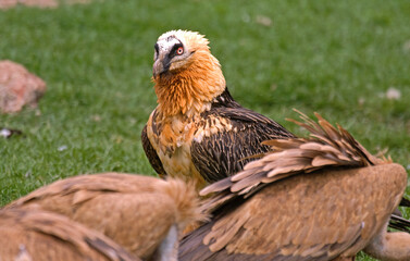 Gypaète barbu, Gypaetus barbatus, Bearded Vulture, Pyrénées
