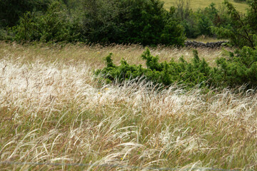 cheveux d’ange, Stipa pennata, Causse Méjean, Lozère, 48, France