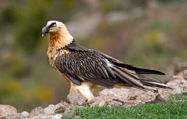 Obraz premium Gypaète barbu, Gypaetus barbatus, Bearded Vulture, Pyrénées