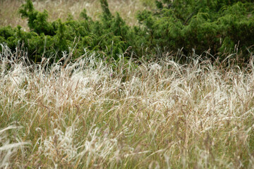 cheveux d&rsquo;ange, Stipa pennata, Causse M&eacute;jean, Loz&egrave;re, 48, France