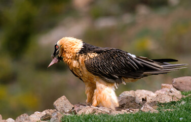 Gypaète barbu, Gypaetus barbatus, Bearded Vulture, Pyrénées