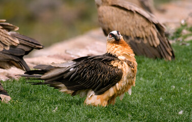 Gypaète barbu, Gypaetus barbatus, Bearded Vulture, Pyrénées