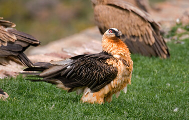 Gypaète barbu, Gypaetus barbatus, Bearded Vulture, Pyrénées
