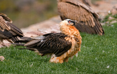 Gypaète barbu, Gypaetus barbatus, Bearded Vulture, Pyrénées