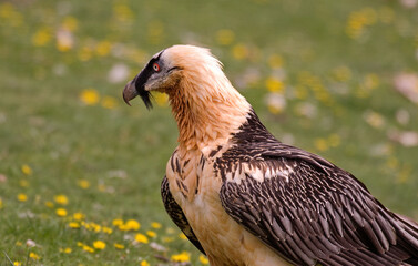 Fototapeta premium Gypaète barbu, Gypaetus barbatus, Bearded Vulture, Pyrénées