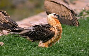 Fototapeta premium Gypaète barbu, Gypaetus barbatus, Bearded Vulture, Pyrénées
