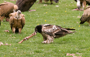 Gypaète barbu, jeune,.Gypaetus barbatus, Bearded Vulture, Vautour fauve, Gyps fulvus, Griffon Vulture,  Pyrénées