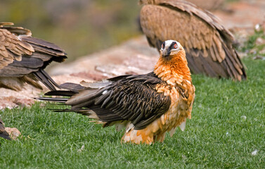 Gypaète barbu, Gypaetus barbatus, Bearded Vulture, Pyrénées