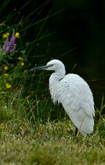 Aigrette garzette, .Egretta garzetta, Little Egret,