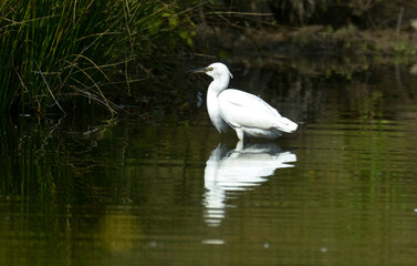Aigrette garzette, .Egretta garzetta, Little Egret,