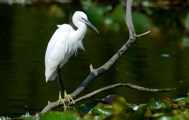 Aigrette garzette, .Egretta garzetta, Little Egret,