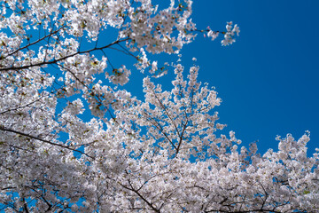 The cherry blossom tree background. White spring flowers the blossom fruit tree. Bunches of white cherry blossoms on blue sky. Spring day. Spring nature.
