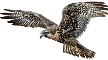 Fototapeta premium Falcon in flight, wings spread wide, keen eyes focused on the horizon.