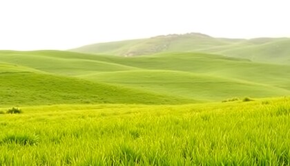 Fototapeta premium green grassland landscape isolated on white or transparent