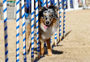 Blue merle border collie doing agility weaves