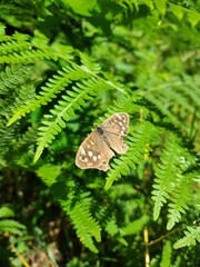 papillon tircis sur une feuille de fougère en forêt