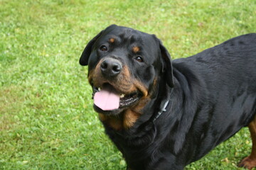 Fototapeta premium Großer Kopf eines Rottweilers in der Nahaufnahme