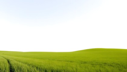 Fototapeta premium green grassland landscape isolated on white or transparent