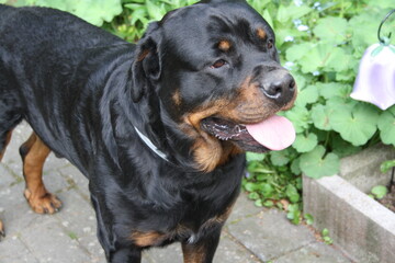 Gro&szlig;er Kopf eines Rottweilers in der Nahaufnahme
