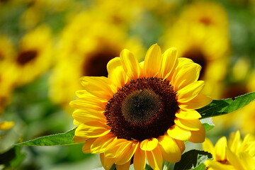 Fototapeta premium Golden sunflowers blooming in the sun