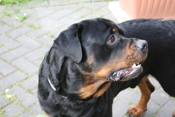 Großer Kopf eines Rottweilers in der Nahaufnahme