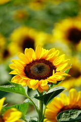 Fototapeta premium Golden sunflowers blooming in the sun