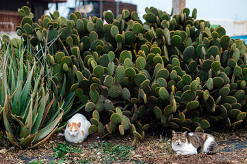 Cats Resting by Cactus and Aloe Vera in Garden
