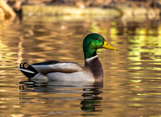 Fototapeta premium portrait d'un joli canard colvert aux jolies couleurs, sous une lumière douce hivernale