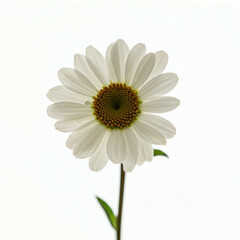 Naklejka premium white daisy flower with yellow center isolated on white background