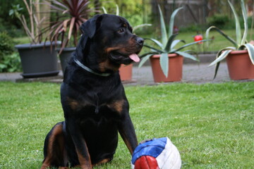 Rottweiler Haustier sitz im Garten und passt auf