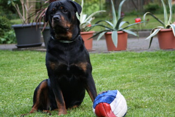 Rottweiler Haustier sitz im Garten und passt auf