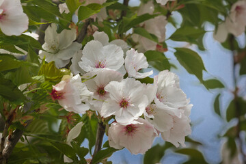 Obraz premium Sakura flowers close-up. Spring sakura trees with white flowers.