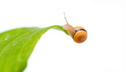 Snail's Journey - a Serene Macro Photograph of a Tiny Snail on a Lush Green Leaf
