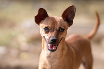 Merlin Albus. A portrait of a chihuahua/mini pin. 