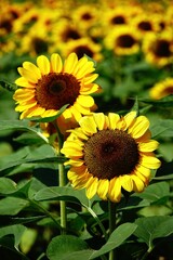 Obraz premium Golden sunflowers blooming in the sun