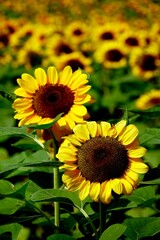 Obraz premium Golden sunflowers blooming in the sun