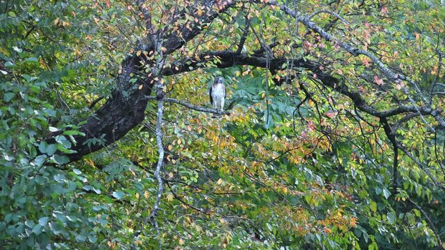 red tailed hawk sitting in tree branch in autumn shifting walking flying looking for food (beautiful foliage bird of prey raptor red tail hunter hunting) fly flap wing shift move patient waiting