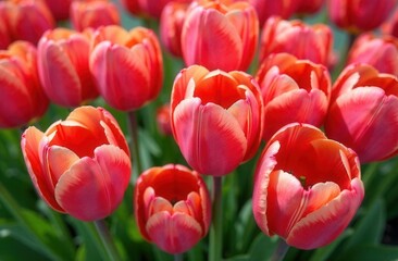Fototapeta premium A beautiful bunch of vibrant red tulips is growing in a garden