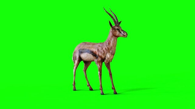 3d Illustration of A Graceful Gazelle Survival in the Wild