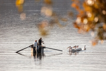 Kerkini Lake, Central Macedonia Greece - 23.10.2024 Beautiful autumn scenery, fisherman on a boat feeding Dalmatian pelicans