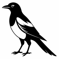 crow on a white background