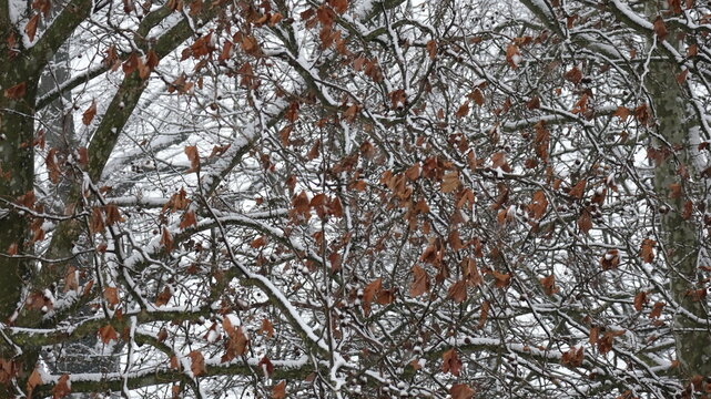 Rami di alberi coperti di neve
