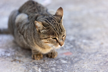 Tabby cat resting with thoughtful expression
