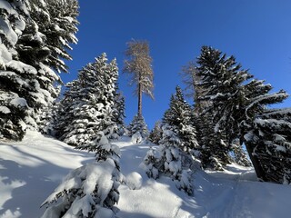 Picturesque canopies of alpine trees in a typical winter atmosphere in the Swiss Alps and over the tourist resort of Davos - Canton of Grisons, Switzerland (Kanton Graubünden, Schweiz)
