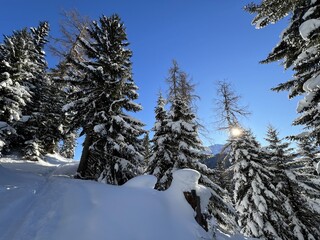 Picturesque canopies of alpine trees in a typical winter atmosphere in the Swiss Alps and over the tourist resort of Davos - Canton of Grisons, Switzerland (Kanton Graubünden, Schweiz)