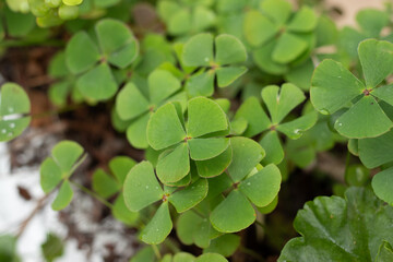 four-leaf clover St. Patrick's Day
