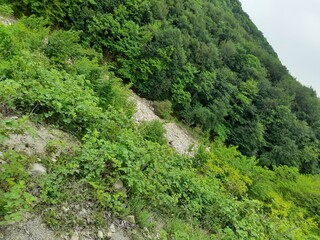 green forest in the mountains